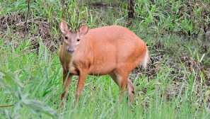 Голяма мазама или червен мазама